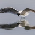 seagull-7101482_640